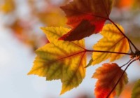 Grimm-Herbstevent