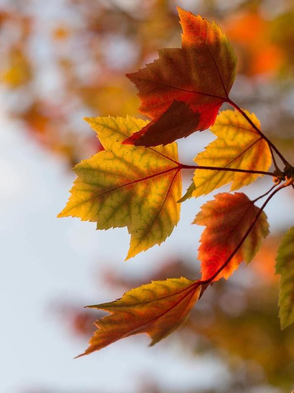 Herbstevent