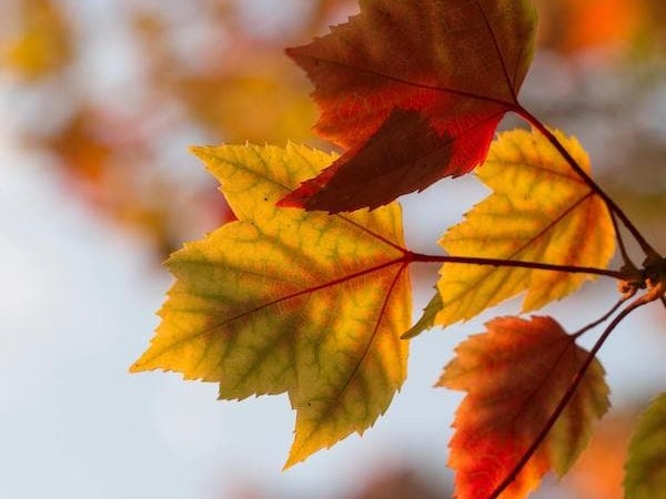 Grimm-Herbstevent